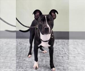 Staffordshire Bull Terrier-Unknown Mix Dogs for adoption in Fort Collins, CO, USA