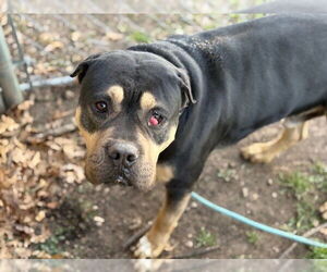 Mutt Dogs for adoption in Tulsa, OK, USA