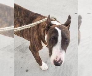 Bull Terrier Dogs for adoption in Seattle, WA, USA