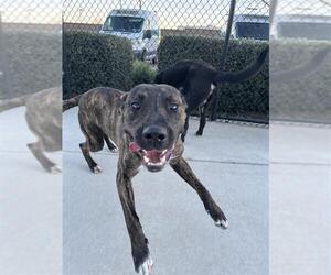 American Pit Bull Terrier-Unknown Mix Dogs for adoption in Elk Grove, CA, USA