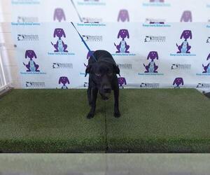 Labrador Retriever Dogs for adoption in Orlando, FL, USA