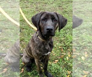 Mountain Cur-Plott Hound Mix Dogs for adoption in Helotes, TX, USA
