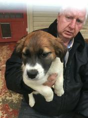 Borador Dogs for adoption in SHERBURNE, NY, USA