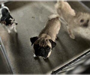Pug Dogs for adoption in San Bernardino, CA, USA