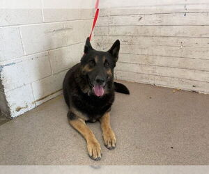 German Shepherd Dog-Unknown Mix Dogs for adoption in San Bernardino, CA, USA