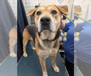 Black and Tan Coonhound Dogs for adoption in Mobile, AL, USA