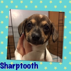 Chiweenie Dogs for adoption in Genoa City, WI, USA