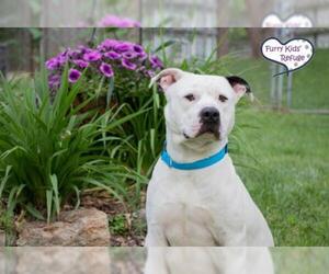 American Bulldog-Unknown Mix Dogs for adoption in Lee's Summit, MO, USA