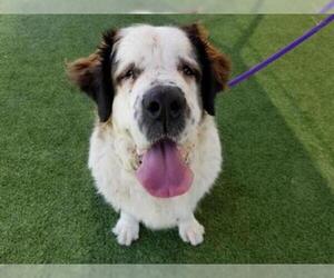 Saint Bernard Dogs for adoption in Camarillo, CA, USA
