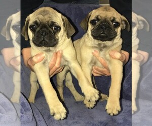 Pug Dogs for adoption in Cumming, GA, USA