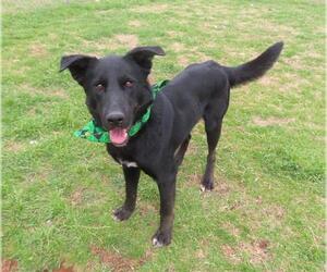 German Shepherd Dog Dogs for adoption in Oklahoma City, OK, USA