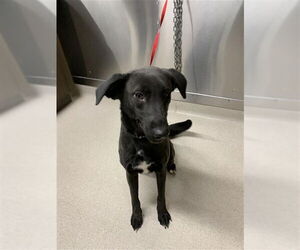 Labrador Retriever-Unknown Mix Dogs for adoption in Fairbanks, AK, USA