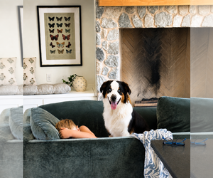 Australian Shepherd Dogs for adoption in Dallas, TX, USA