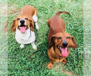 Dachshund Dogs for adoption in Cumming, GA, USA