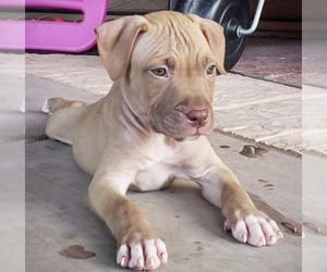 American Pit Bull Terrier Dogs for adoption in Queen Creek, AZ, USA