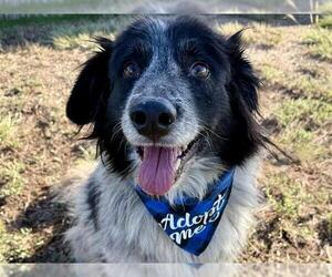 Australian Shepherd Dogs for adoption in Pueblo, CO, USA