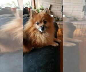 Pomeranian Dogs for adoption in Decatur, GA, USA