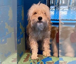 Poodle (Miniature)-Unknown Mix Dogs for adoption in Calgary, Alberta, Canada