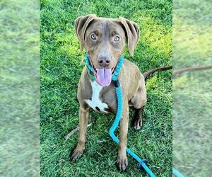 Pointer-Unknown Mix Dogs for adoption in Sacramento, CA, USA