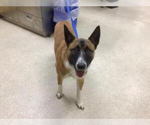 Mutt Dogs for adoption in Riverside, CA, USA