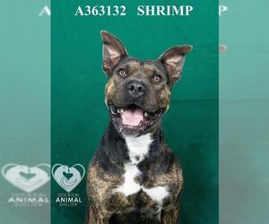 Chinese Shar-Pei-Unknown Mix Dogs for adoption in Stockton, CA, USA