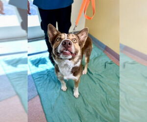 Australian Shepherd-Unknown Mix Dogs for adoption in Ogden, UT, USA