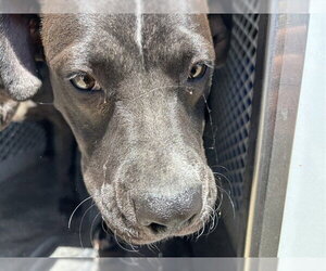 Mutt Dogs for adoption in Bakersfield, CA, USA