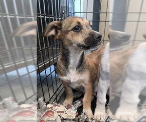 Mutt Dogs for adoption in San Antonio, TX, USA