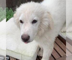 Great Pyrenees Dogs for adoption in Pleasanton, CA, USA