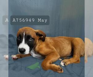 Boxer-Unknown Mix Dogs for adoption in San Antonio, TX, USA