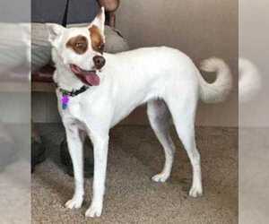 Border Collie-Unknown Mix Dogs for adoption in Rio Rancho, NM, USA