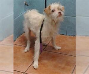 Chihuahua Dogs for adoption in Downey, CA, USA