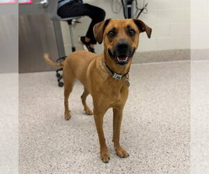 German Shepherd Dog-Unknown Mix Dogs for adoption in Brighton, CO, USA