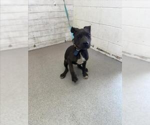 American Pit Bull Terrier-Unknown Mix Dogs for adoption in San Bernardino, CA, USA