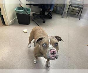 Mutt Dogs for adoption in Pasadena, CA, USA