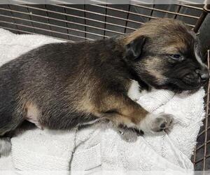 Mutt Dogs for adoption in San Antonio, TX, USA