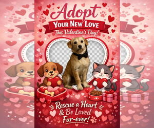 Mutt Dogs for adoption in Bardstown, KY, USA