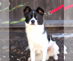 Papi-Inu Dogs for adoption in Palo Alto, CA, USA
