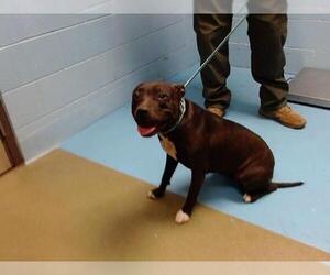 American Pit Bull Terrier Dogs for adoption in Moreno Valley, CA, USA