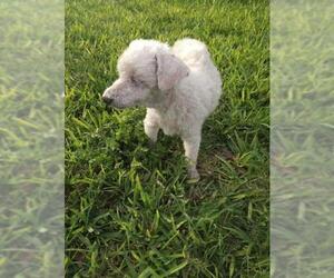 Poodle (Miniature) Dogs for adoption in New York, NY, USA