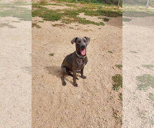 Unknown-Weimaraner Mix Dogs for adoption in Maquoketa, IA, USA