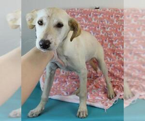 Gollie Dogs for adoption in Morton Grove, IL, USA