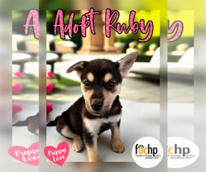 Labrador Retriever Dogs for adoption in Menifee, CA, USA