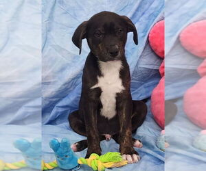 Bulldog-Labrador Retriever Mix Dogs for adoption in Wetumpka, AL, USA