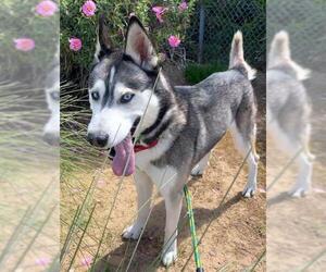 Siberian Husky Dogs for adoption in Sacramento, CA, USA