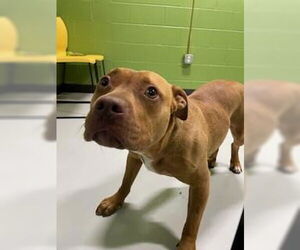 American Pit Bull Terrier Dogs for adoption in Temple, TX, USA