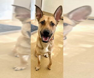 German Shepherd Dog-Unknown Mix Dogs for adoption in Derwood, MD, USA