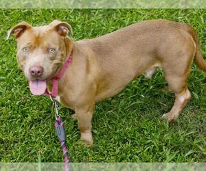 American Staffordshire Terrier-Basset Hound Mix Dogs for adoption in Tallahassee, FL, USA