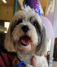 Hava-Apso Dogs for adoption in Porter Ranch, CA, USA
