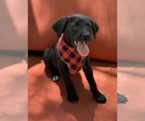 Sheprador Dogs for adoption in Phoenix, AZ, USA